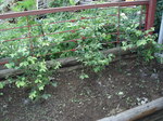DSC02422.JPG